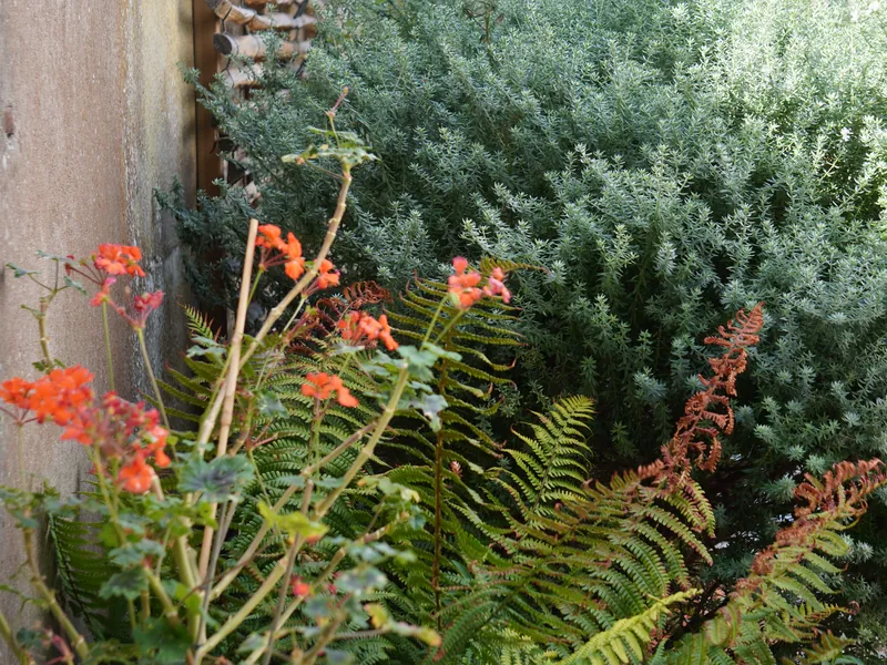 Ferns, rosemary and geraniums along the stone wall of the shared garden